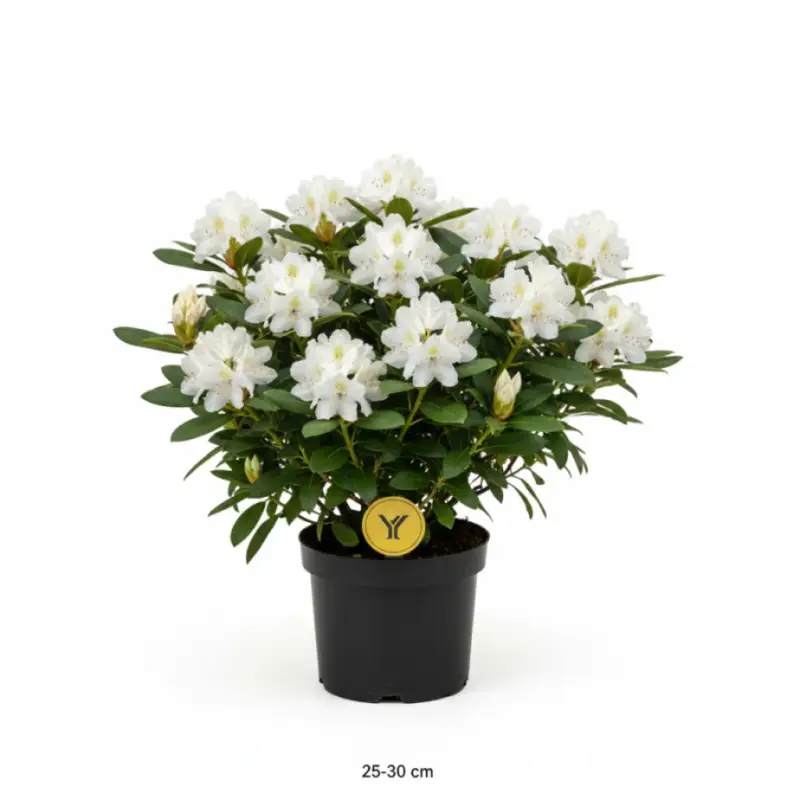 Lågt pris Rhododendron – Rhododendron (Y); 'Schneekrone' - C5 25-30 CM