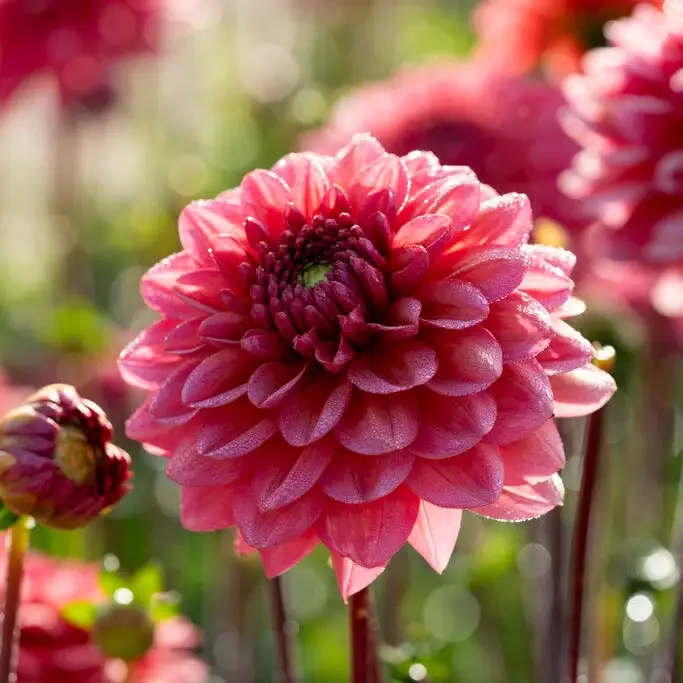 Dahlia Salmon Runner Dekorativ 1-pack NYHET Beställ nu