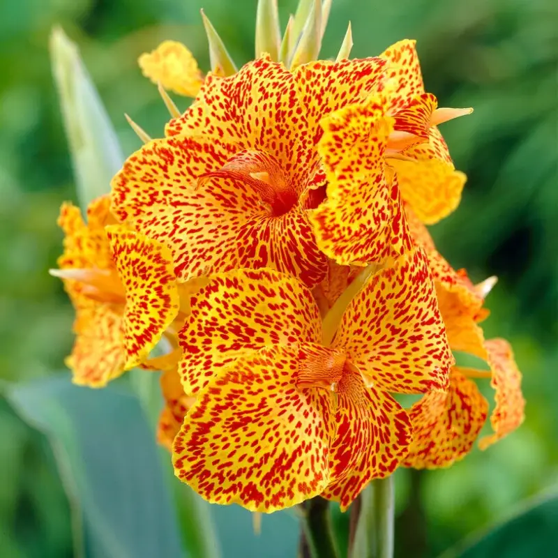 Canna Picasso 1-pack Reapris