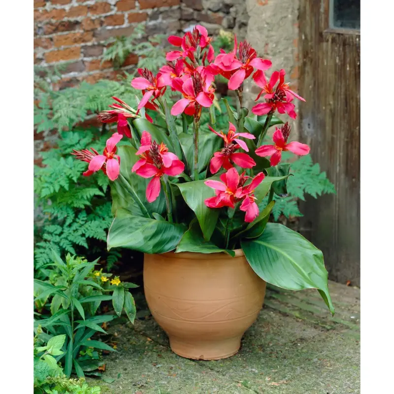 Canna Pink 1-pack Begränsat antal