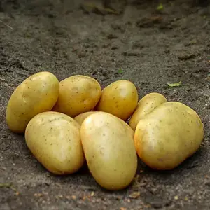 Sättpotatis, Darling 2 kg Begränsad tid