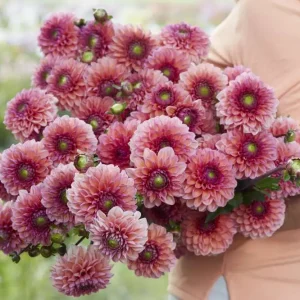 Dahlia 'Daisy Duke' Säker betalning