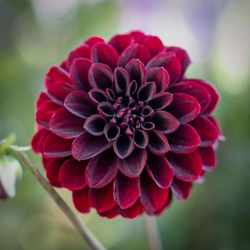 Fynd Dahlia 'La Recoleta'
