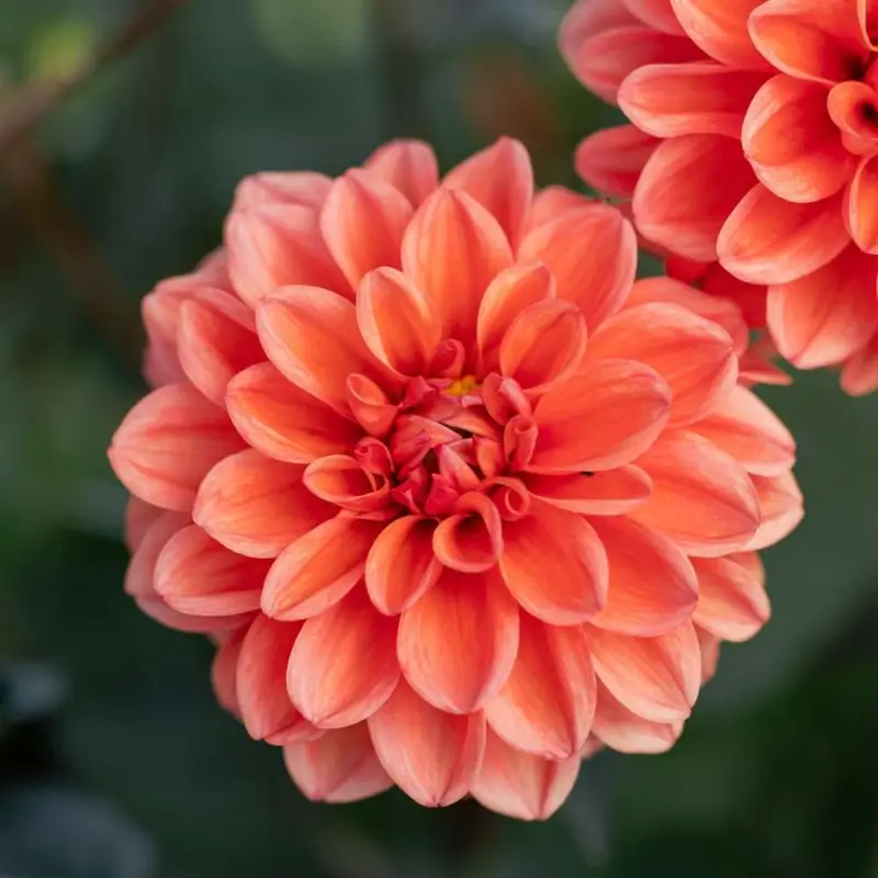 Begränsad tid Dahlia 'Orange Nugget'