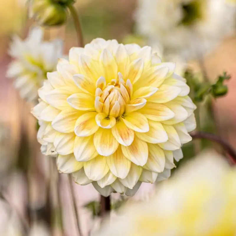 Endast idag Dahlia 'Peaches and Cream'