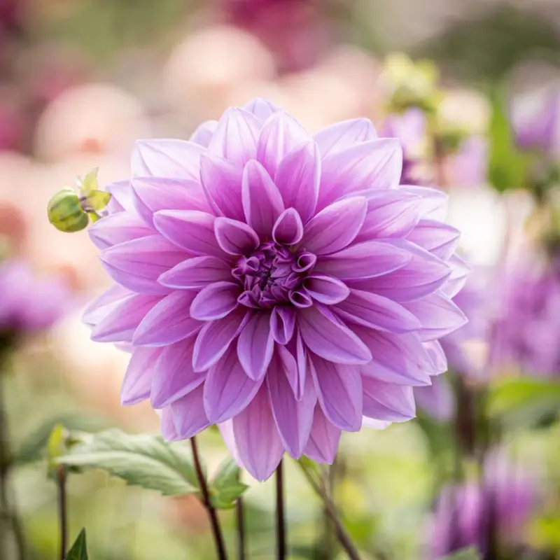 Fri frakt Dahlia 'Lilac Time'