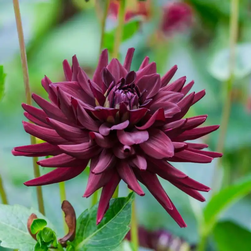 Dahlia 'Tamburo' Endast denna vecka