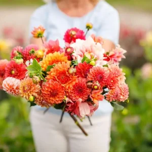 Rea Dahliamix 'Jennifer'