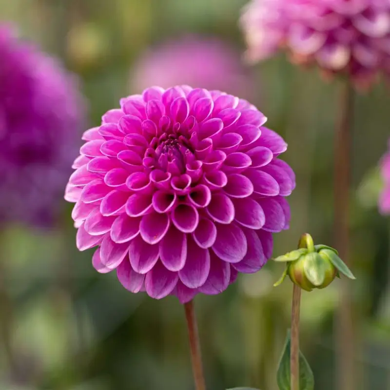 Trygg betalning Dahlia 'Purple Fox'