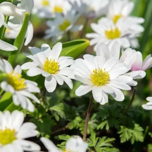 Rabatter Anemon 'White Splendour ong.'