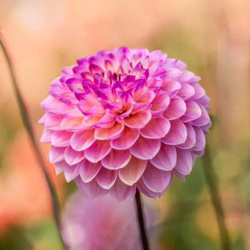 Fri frakt Dahlia 'Wine Eyed Jill'