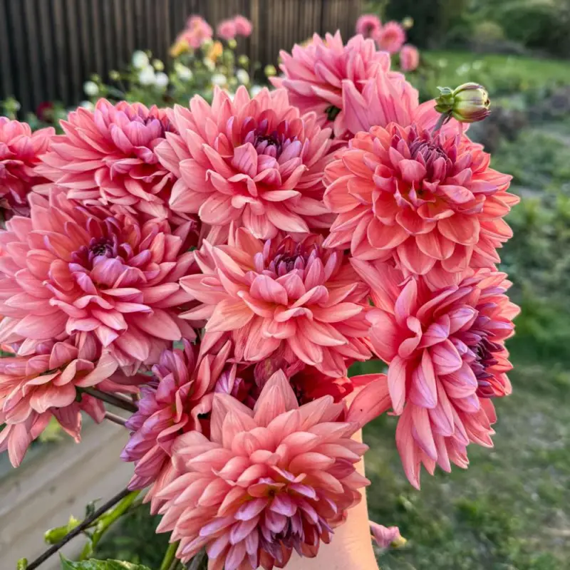 Dahlia 'Dutch Pearl' Begränsat erbjudande