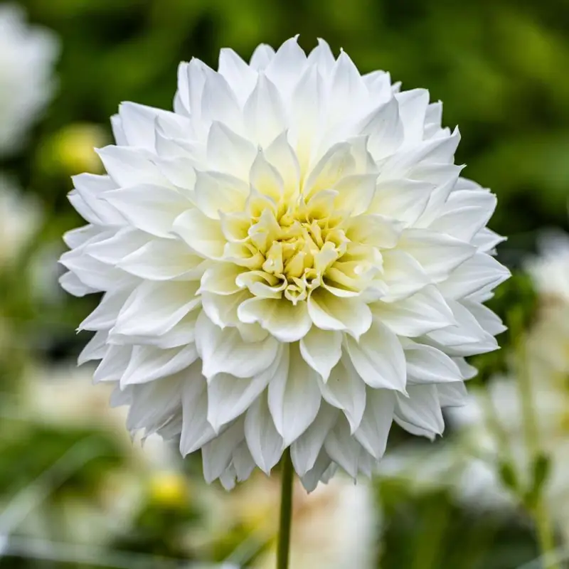Snabb frakt Dahlia 'Fleurel'