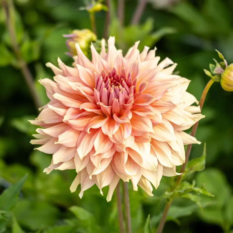Dahlia 'Fairway Spur' Populärt val