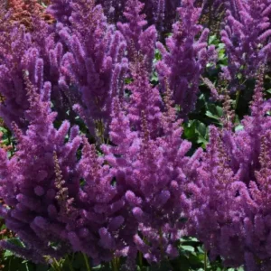 Astilbe 'Black Pearl' Rea