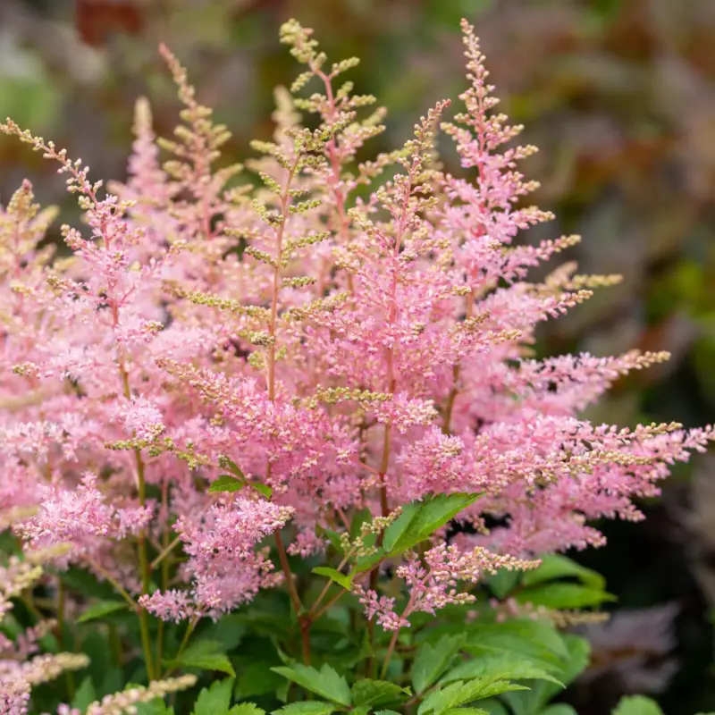Bästa pris Astilbe 'Younique Pink'