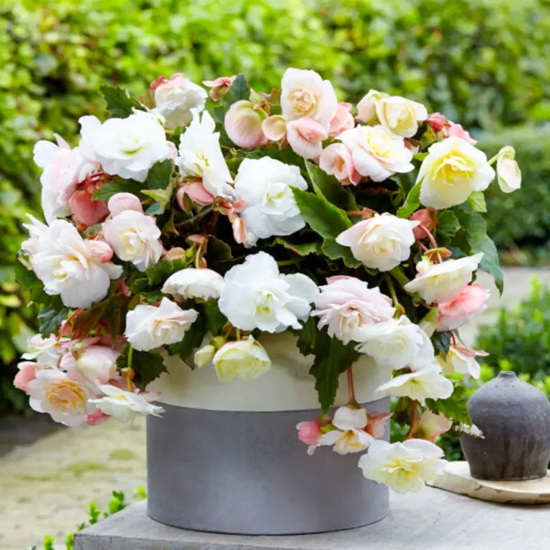 Begonia cascade 'Odorosa white blush' Billigare