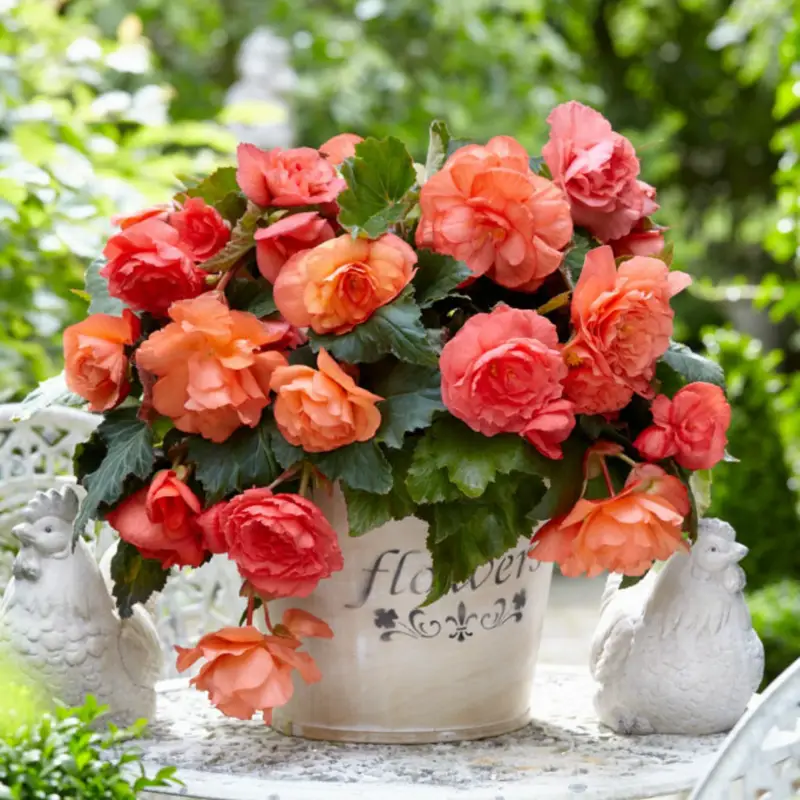 Nyhet Begonia cascade 'Odorosa sweet pink'