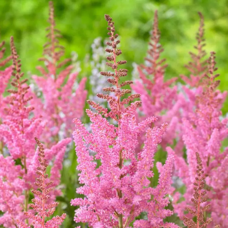 Astilbe 'Vision in Pink' Erbjudande