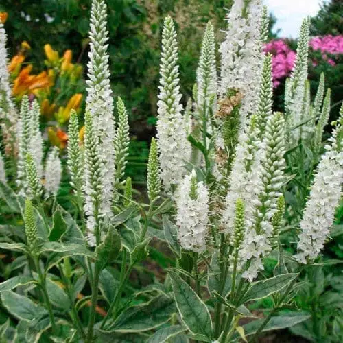 Axveronika 'Veronica Scheeriesin' Fynd