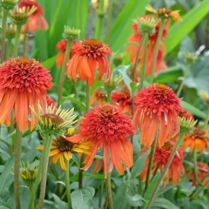 Kampanj Röd solhatt Echinacea 'Hot Papaya'