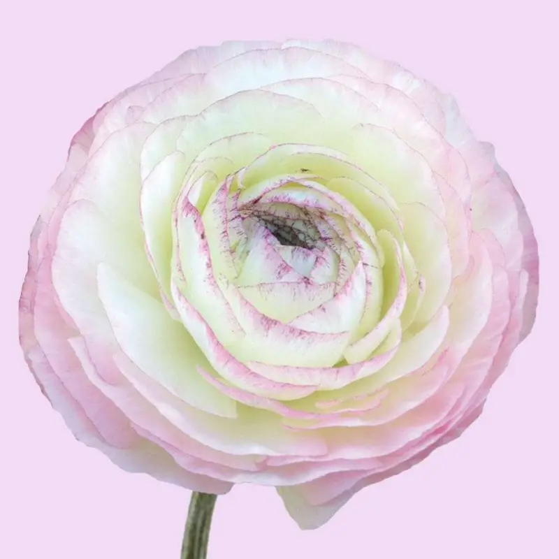 Sista chansen Ranunkel 'Elegance Bianco Sfumato'
