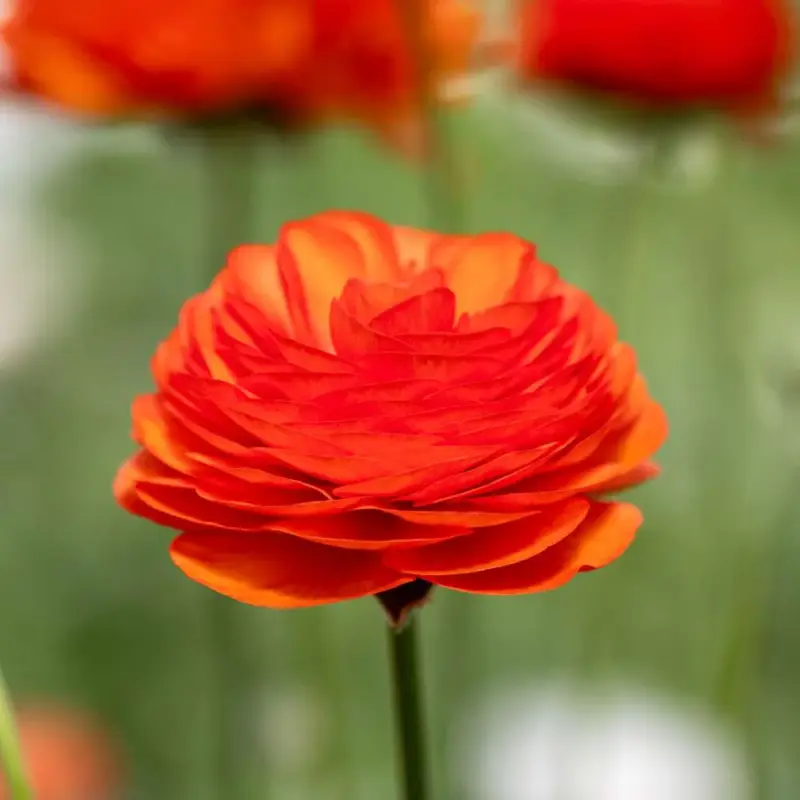 Ranunkel 'Elegance Clementine' Fri frakt