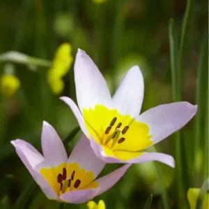 Botanisk Tulpan 'Saxatilis' / 'Lilac Wonder' I lager