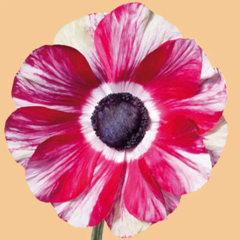 Säker betalning Anemone 'Mistral Tigre'