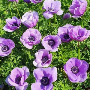 Anemone 'Rainbow Lavender' Nedsatt pris