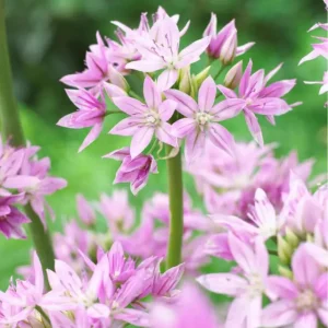 Allium 'Eros' Nedsatt pris
