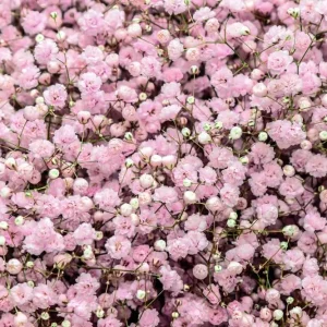Trygg betalning Brudslöja 'Pacifica'