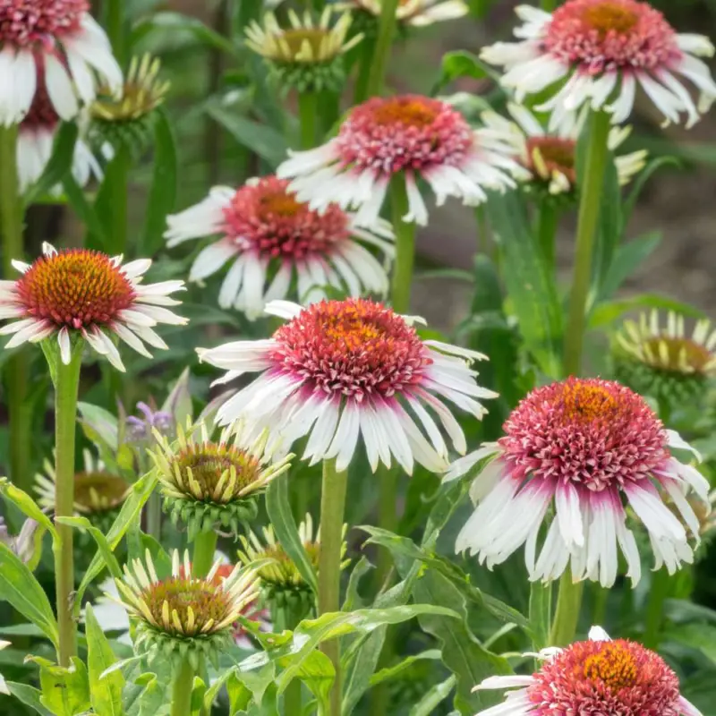Billigare Solhatt Echinacea 'Strawberry and Cream'