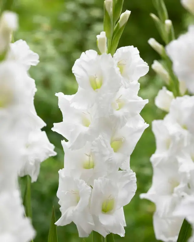 Gladiolus 'Essential®' Endast denna vecka