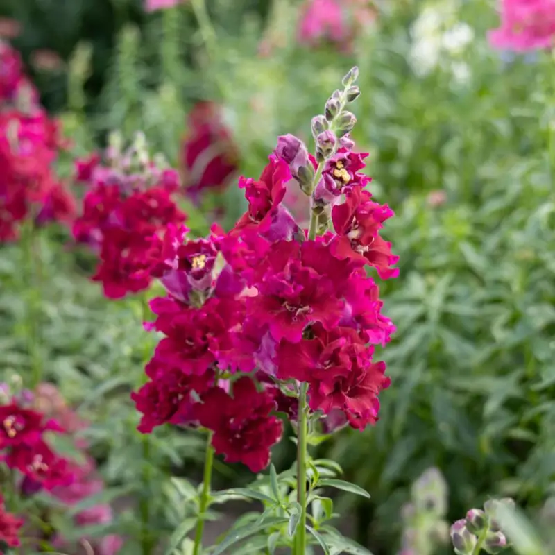 Beställ idag Lejongap 'Madame Butterfly Red' (frö)