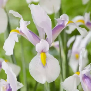 Billig Iris Hollandica 'Carmen'