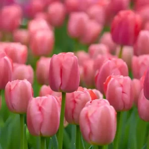Tulpan 'Pink Pride' Snabb frakt