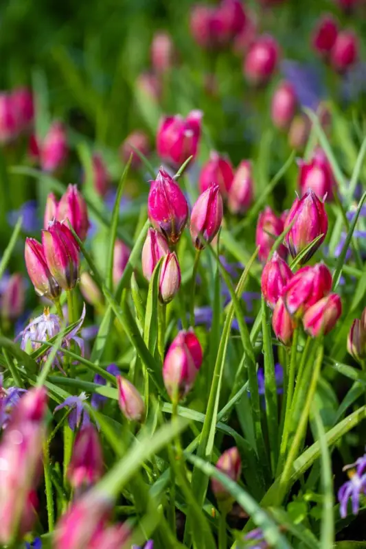Tulpan 'Little Beauty' Billig