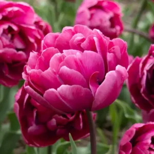 Tulpan 'Rosy Diamond' Snabb frakt