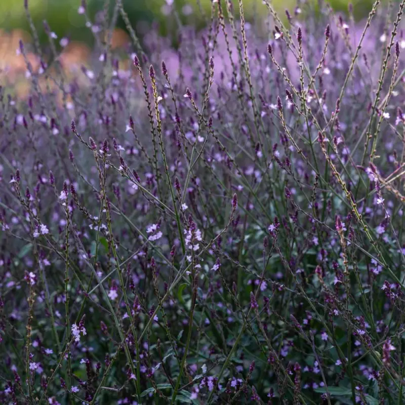 Verbena 'Bampton' (frö) Fynd