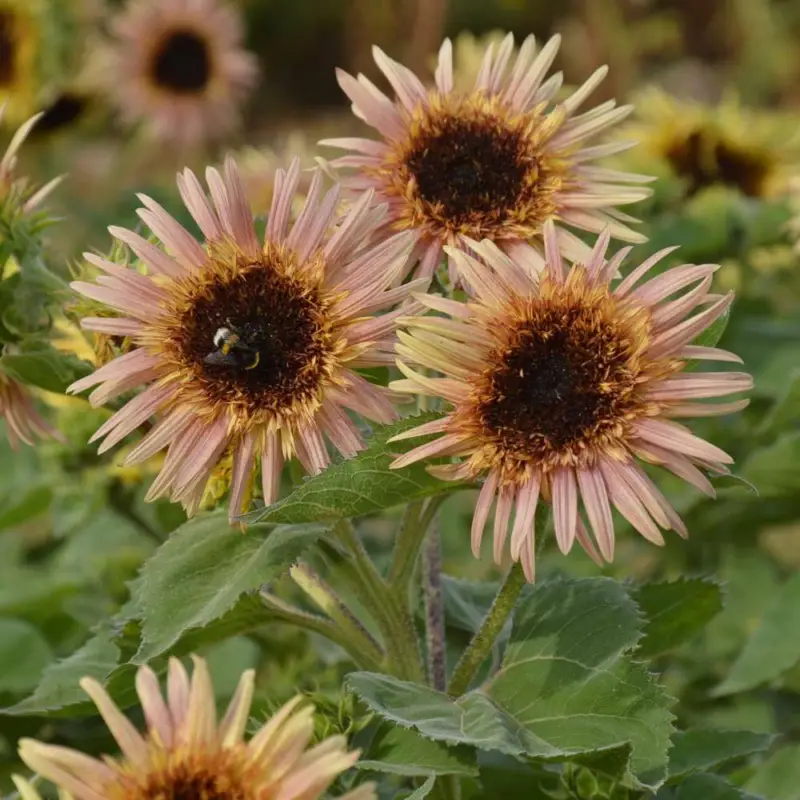 Solros 'Astra Rose Cream' (frö) Beställ idag