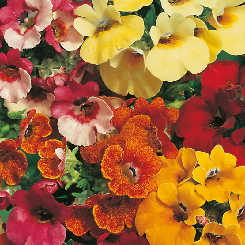 Nemesia 'Carnival', mix Endast idag