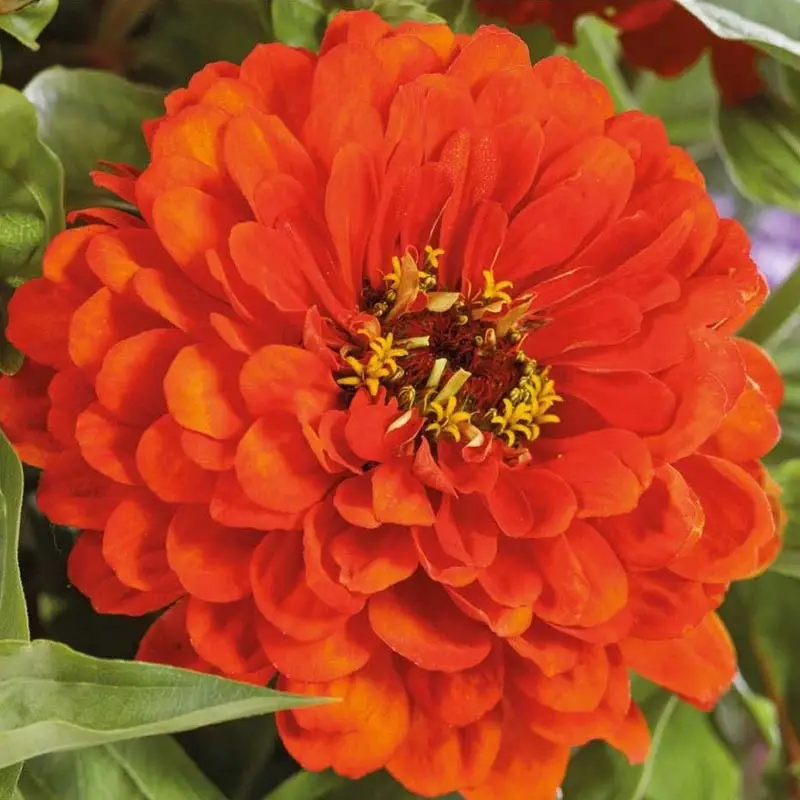 Begränsat erbjudande Zinnia 'Orange King'