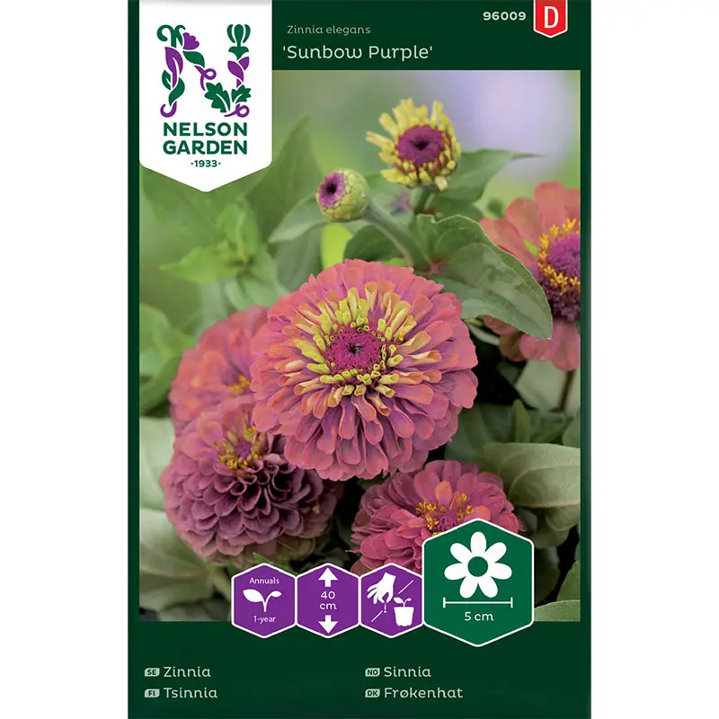 Zinnia 'Sunbow Purple' Fynd