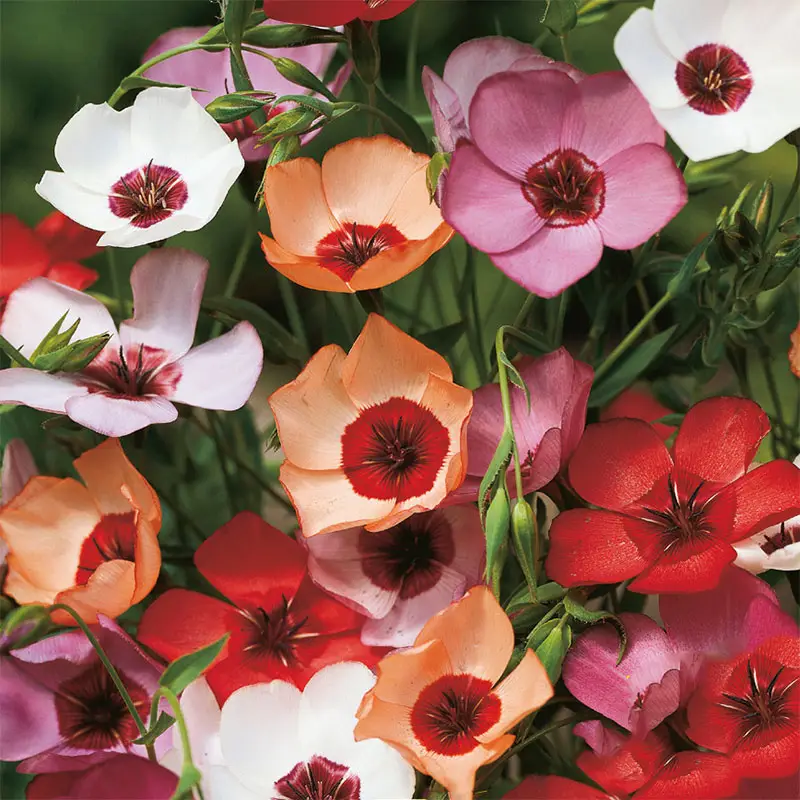 Nedsatt pris Blomsterlin 'Charmer Mix'