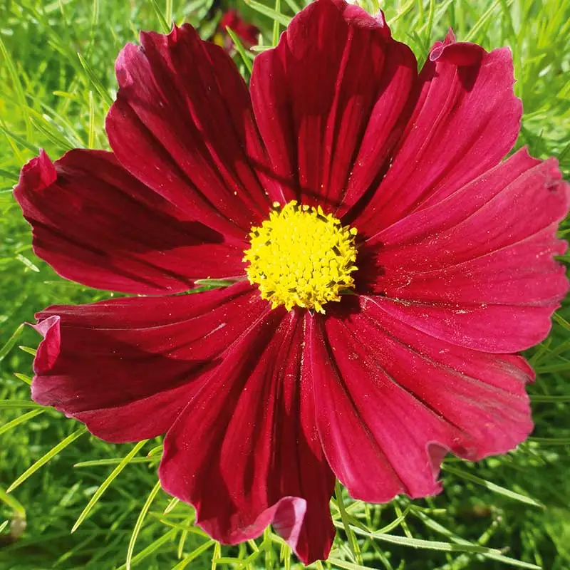 Begränsat antal Rosenskära 'Cosmini Red'