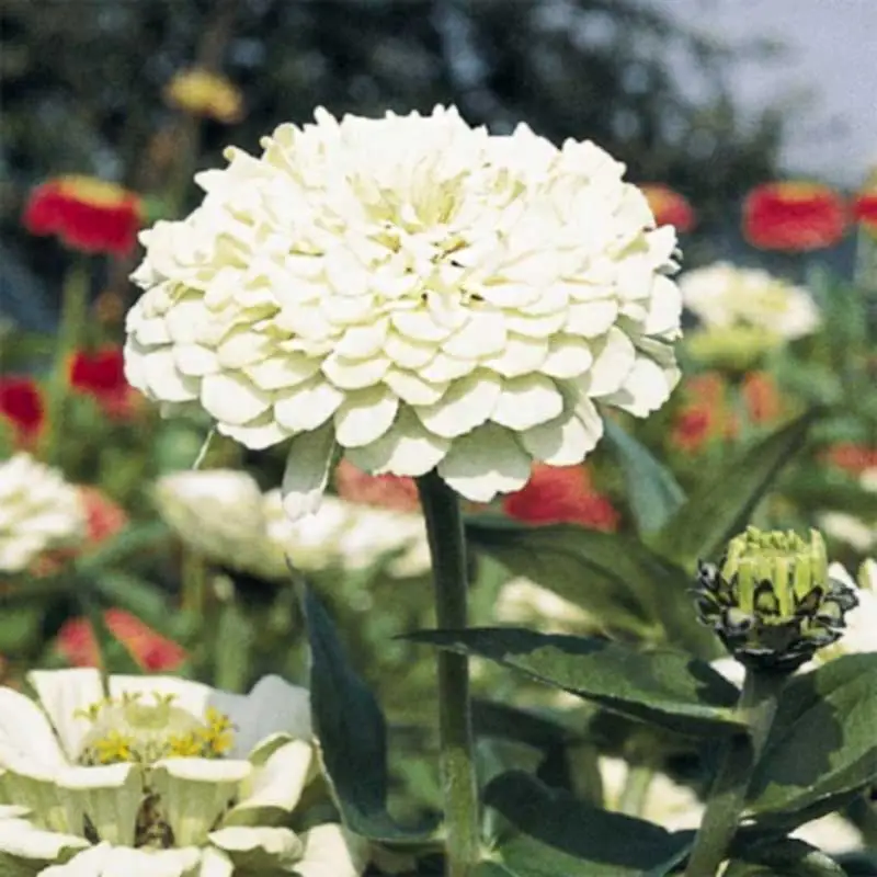 Fynd Zinnia 'Polar Bear'