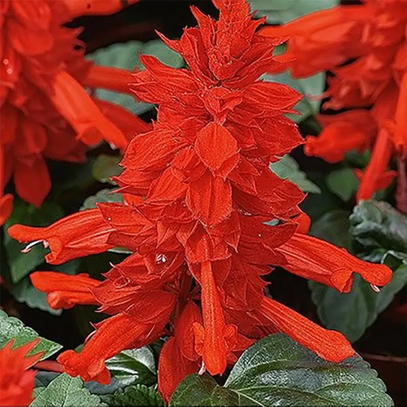 Begränsat antal Praktsalvia 'Scarlet Piccolo'