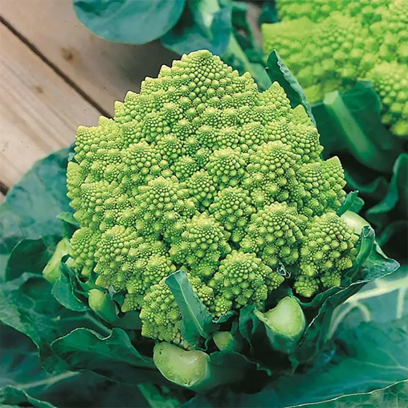 Broccolo 'Romanesco' Outlet