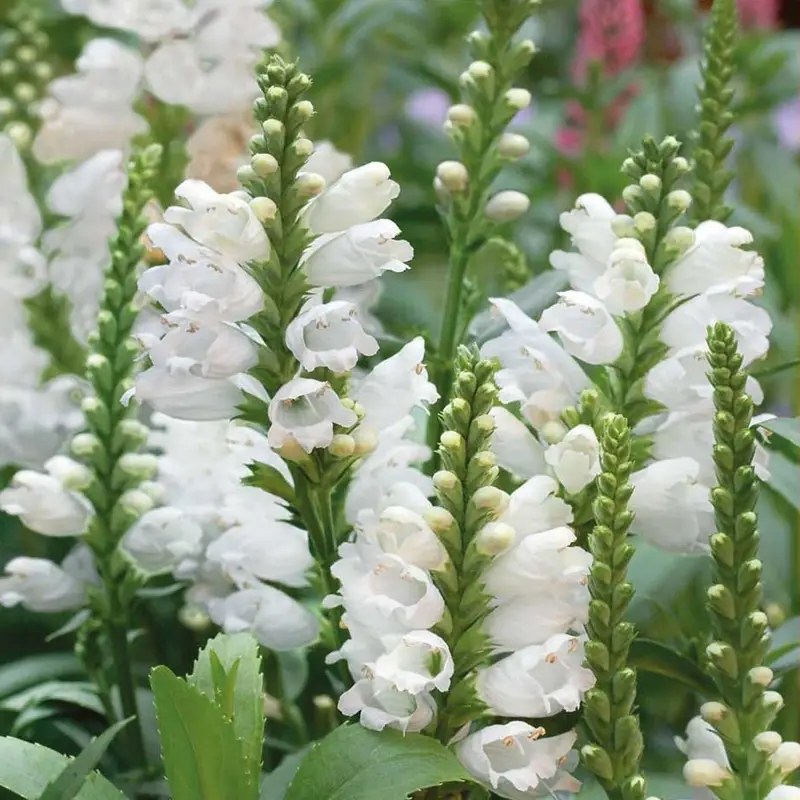Billigare Drakmynta, White